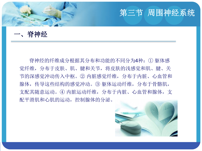 14.3周围神经系统 课件(共94张PPT)-《解剖学基础》同步教学（江苏大学出版社）