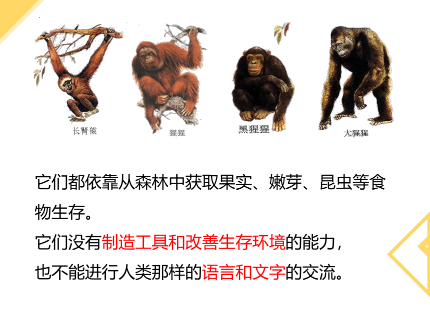 4.1.1人类的起源和发展课件(共36张PPT)2023-2024学年七年级上册生物