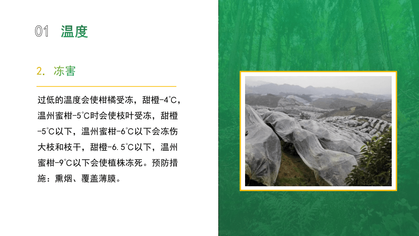 4.1.4柑橘对环境的要求 课件(共12张PPT)-《果树生产技术》同步教学（中国农业出版社）