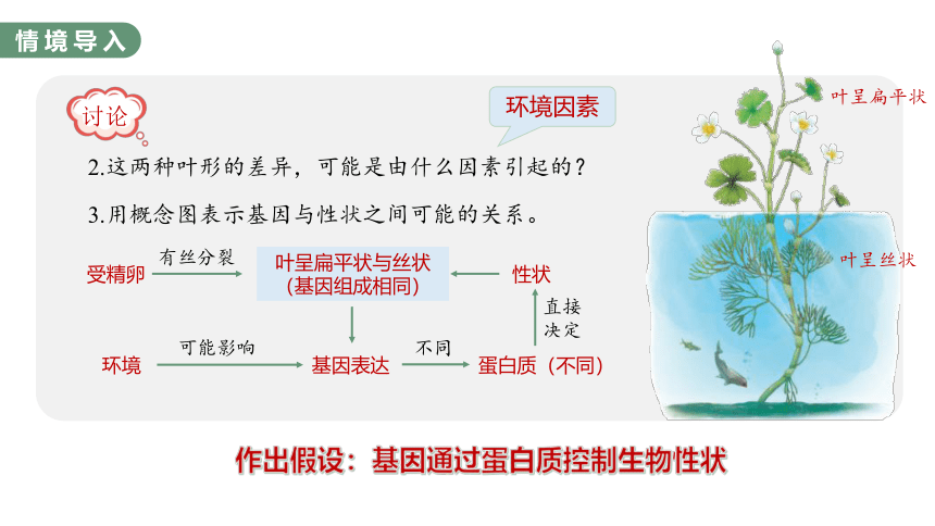 4.2 基因表达与性状的关系-2023-2024学年高一生物人教版必修第二册课件(共56张PPT)