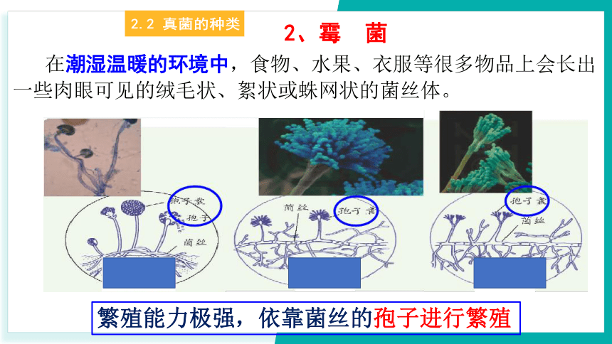 第6节 细菌和真菌的繁殖 第2课时（课件 23张ppt）