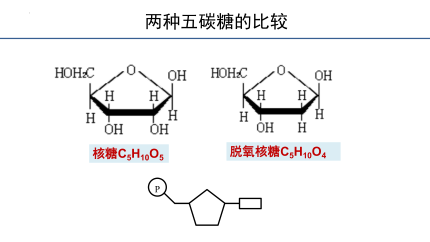 2.3细胞中的糖类和脂质课件(共28张PPT）2023-2024学年高一上学期生物人教版必修1