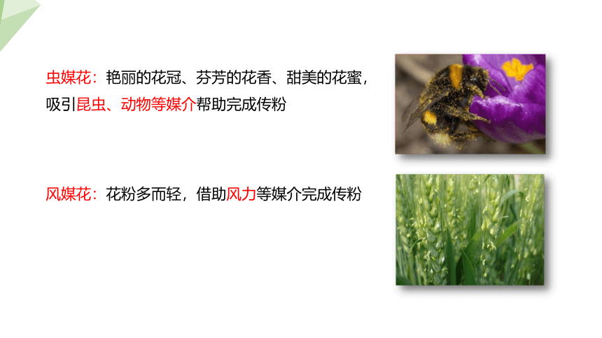 8.21.2 植物的有性生殖 课件 （共20张PPT）2023-2024学年初中生物苏教版八年级下册