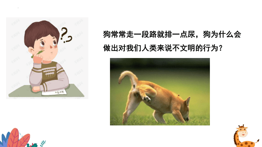 5.16.2动物行为的主要类型课件(共46张PPT) 北师大版生物八年级上册