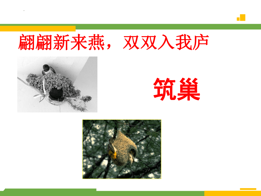 4.2.3 鸟的生殖和发育-2023-2024学年八年级生物上册同步精品课堂（济南版）