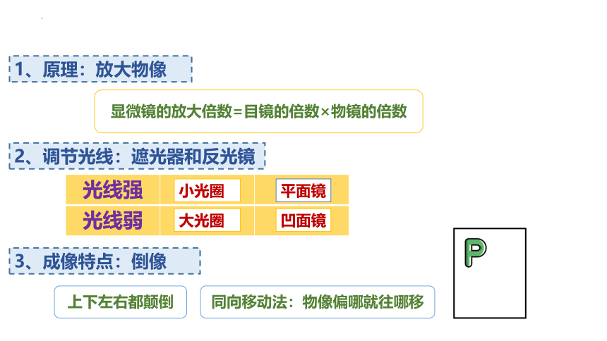 2.1.2 植物细胞 课件 (共29张PPT＋内嵌视频1个)人教版生物七年级上册