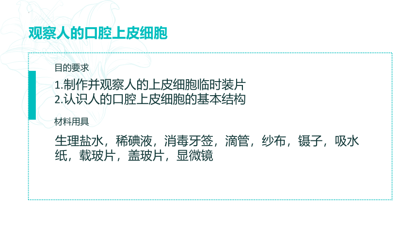 2.1.3 动物细胞 课件（共22张PPT）   2023-2024学年人教版生物七年级上册