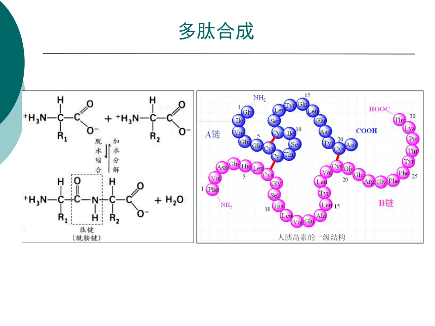 1营养学基础-4蛋白质 课件(共46张PPT)- 《营养与食品卫生学》同步教学（人卫版·第7版）