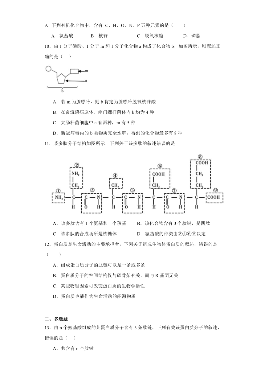 1.3细胞中的蛋白质和核酸 测试题（有解析）-2023-2024学年高中生物学苏教版（2019）必修第一册