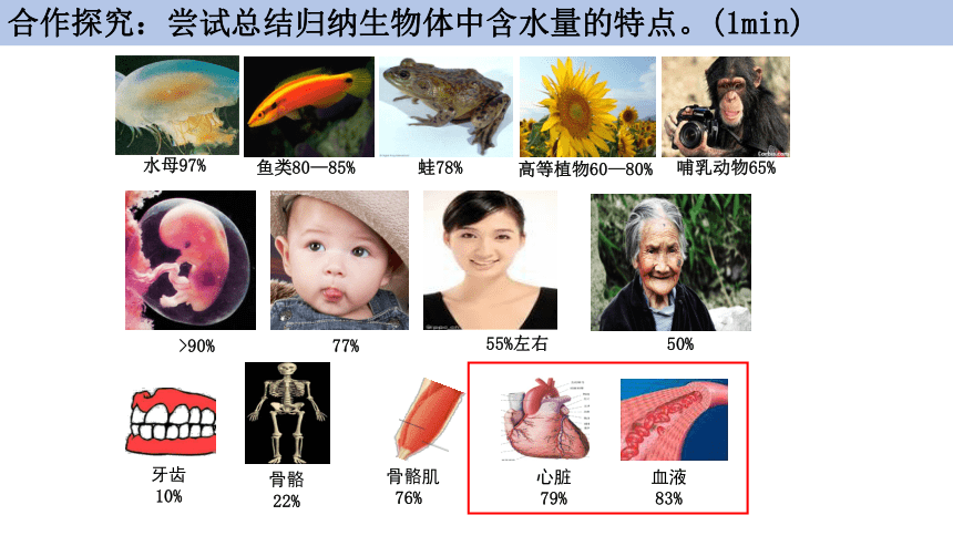 2.2 细胞中的无机物课件(共33张PPT1份视频)-高一生物课件（人教版2019必修1）