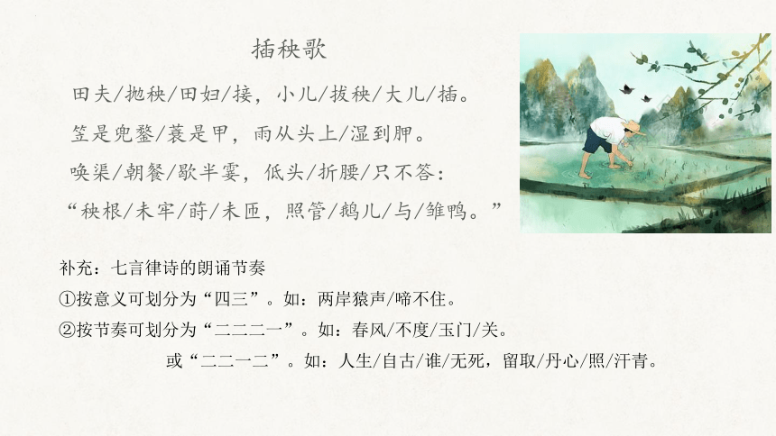 6.2《插秧歌》课件(共19张PPT)2023-2024学年统编版高中语文必修上册