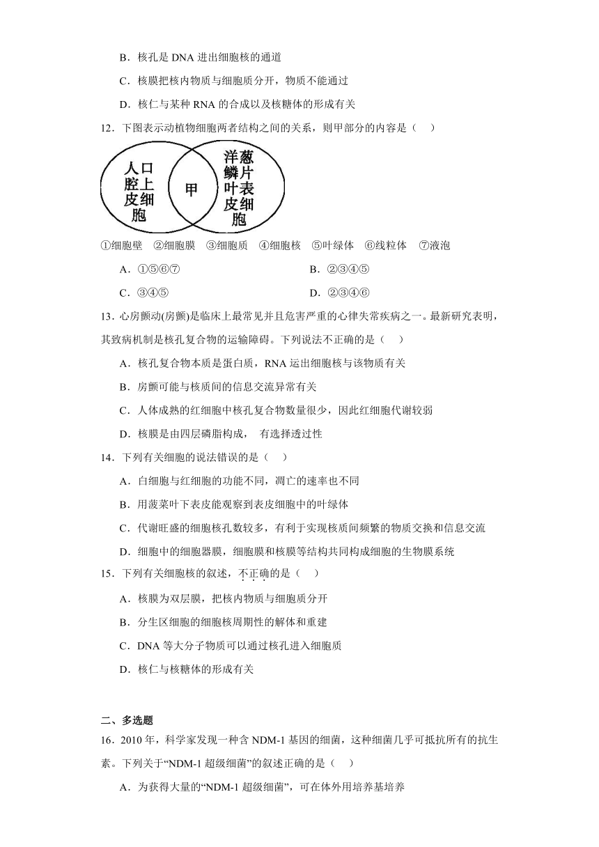 3.3细胞核的结构和功能 练习  （有解析）2023-2024学年高中生物学人教版（2019）必修1