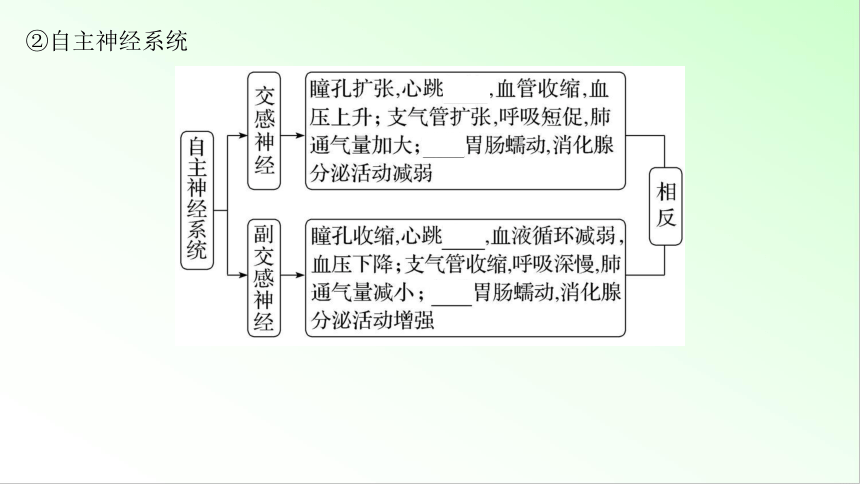 新教材生物一轮复习课件：第8单元 生命活动的调节 第2讲　神经调节的结构基础及基本方式(共59张PPT)