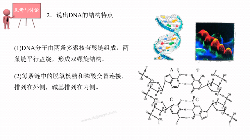 4.3 核酸课件(共23张PPT)2023-2024学年高二化学人教版(2019)选择性必修3