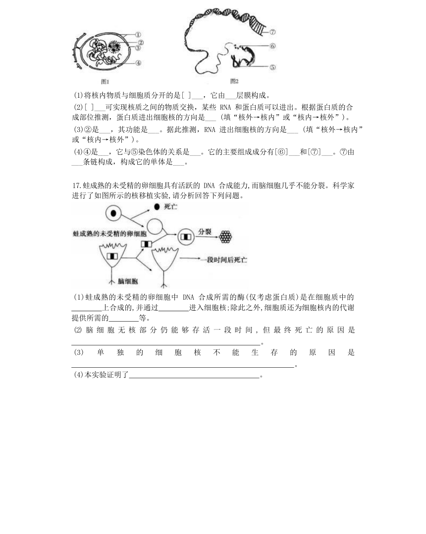 3.3 细胞核的结构和功能综合练习（有解析）-高一生物学（人教版2019必修1）