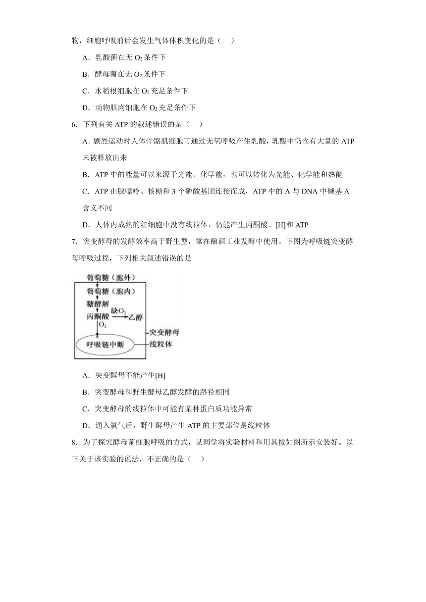 5.3细胞呼吸的原理和应用测试题（含解析）2023-2024学年高中生物学人教版（2019）必修1