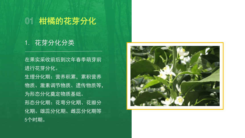 4.1.3柑橘的结果特性 课件(共14张PPT)-《果树生产技术》同步教学（中国农业出版社）