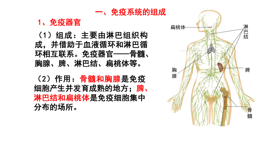 生物人教版（2019）选择性必修1 4.1免疫系统的组成和功能（共35张ppt）