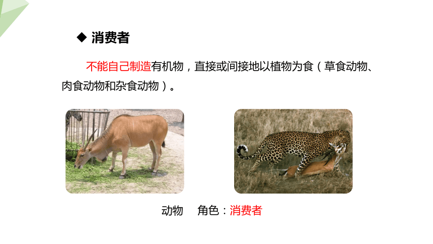 7.19.1 生态系统的组成 课件 (共23张PPT)2023-2024学年初中生物苏教版八年级上册