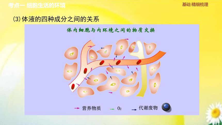 高三生物总复习课件-选择性必修1 稳态与调节：第29讲　人体的内环境与稳态(共29张PPT)