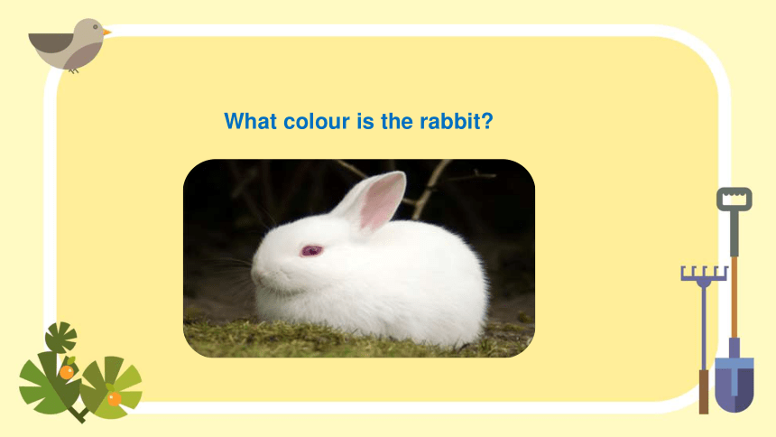Lesson 9 What colour is the cap? 课件(共22张PPT)