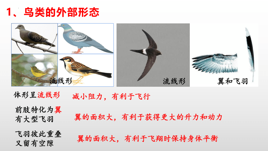 人教版生物八年级上册5.1.6《鸟》课件(共23张PPT)