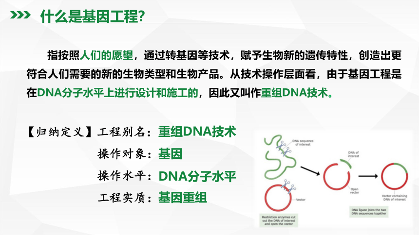 3.1重组DNA技术的基本工具课件(共46张PPT)-2022-2023学年高二下学期生物人教版（2019）选择性必修3