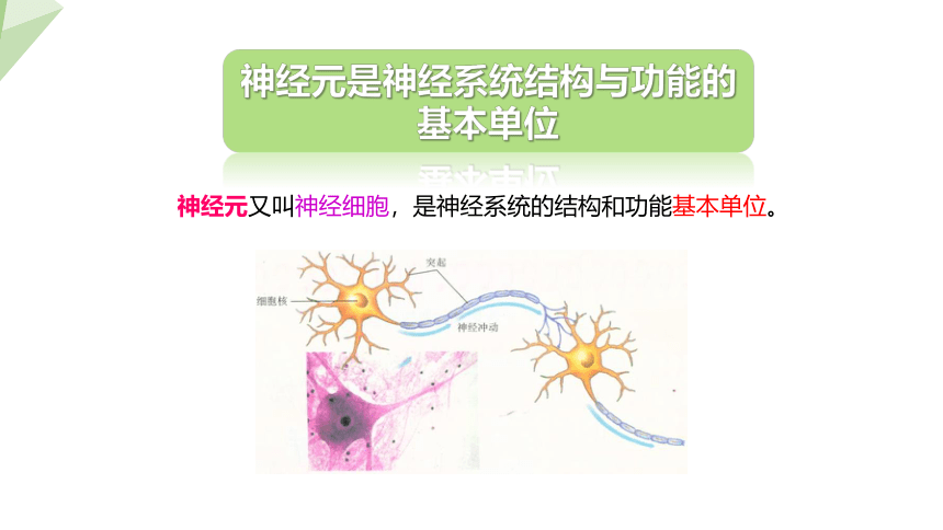 4.12.1 神经系统与神经调节 第1课时 课件 (共20张PPT)2023-2024学年初中生物北师版七年级下册