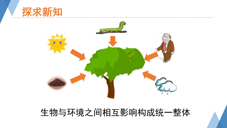 1.2.2生物与环境组成生态系统课件（共43张PPT） 人教版生物七年级上册