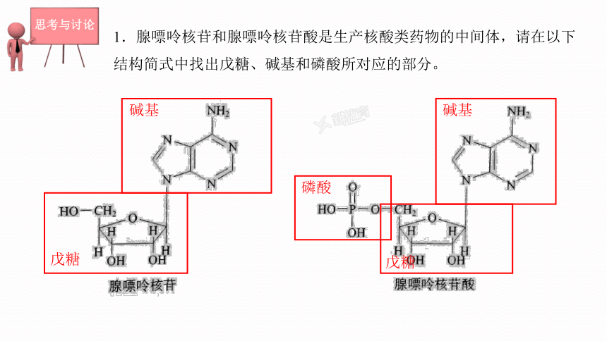 4.3 核酸课件(共23张PPT)2023-2024学年高二化学人教版(2019)选择性必修3
