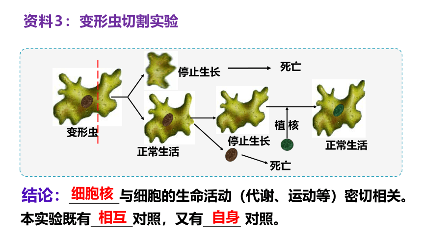 3.3细胞核的结构和功能  课件生物人教版必修1(共31张PPT)