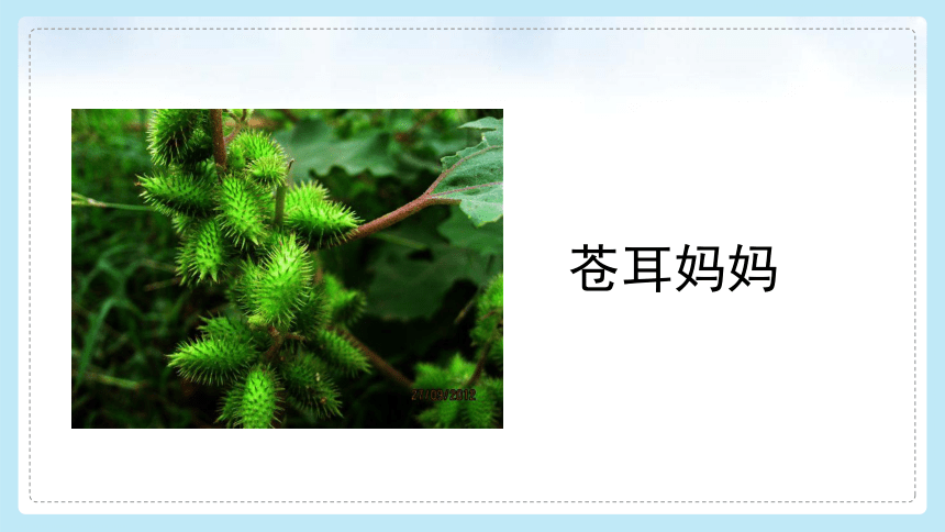 3 植物妈妈有办法 课件（共48张PPT）