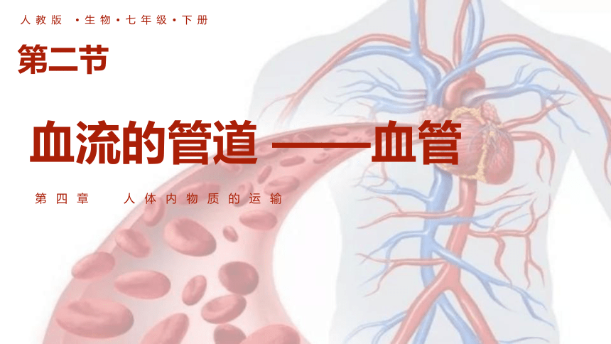 4.4.2血流的管道——血管课件(共12张PPT+内嵌视频1个) 人教版生物七年级下册