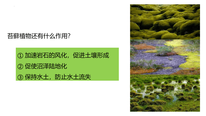 3.1.1藻类、苔藓和蕨类植物课件(共26张PPT)2023--2024学年人教版生物七年级上册