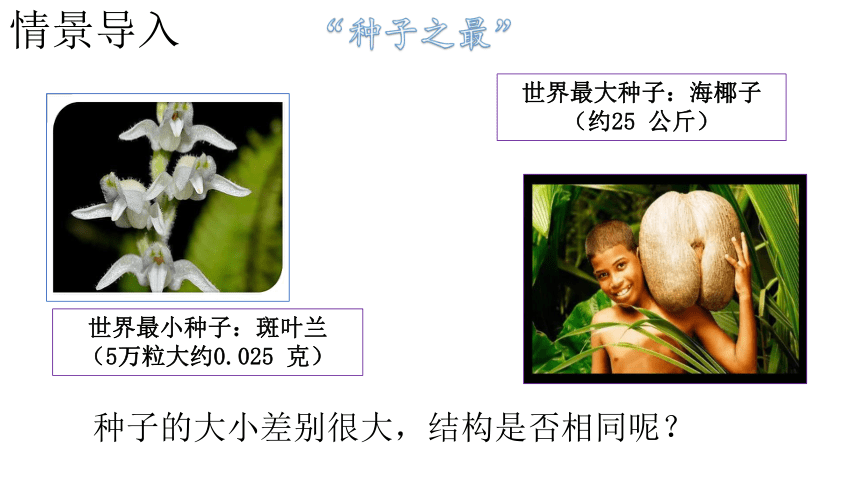 第二节  种子植物课件 (共22张 PPT) 2023-2024学年度人教版生物七年级上册