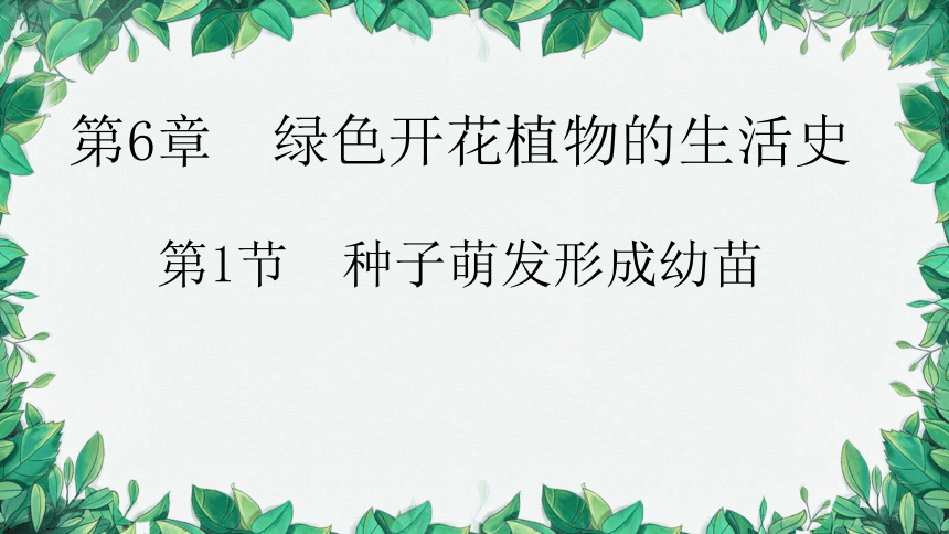 3.6.1 种子萌发形成幼苗课件(共18张PPT)北师大版生物七年级上册