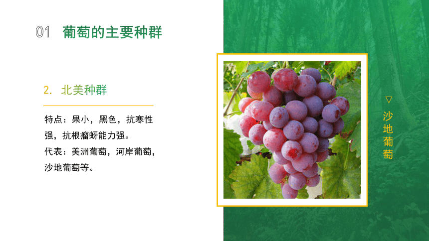 5.1.1葡萄的主要种类和优良品种 课件(共15张PPT)-《果树生产技术》同步教学（中国农业出版社）