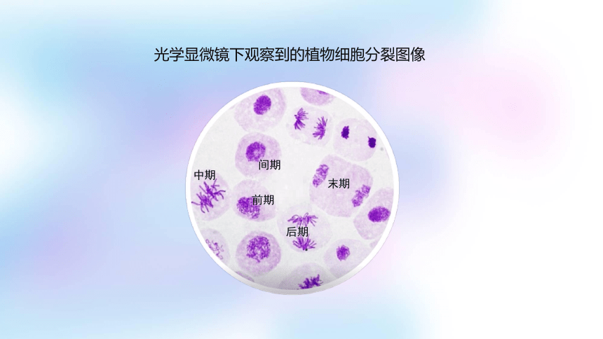 4.1.2 植物细胞的有丝分裂、减数分裂和无丝分裂课件(共23张PPT)2023-2024学年高一上学期生物苏教版必修1