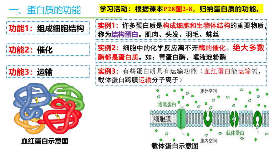 2.4蛋白质是生命活动的主要承担者课件(共51张PPT)2023-2024学年高一上学期生物人教版必修1