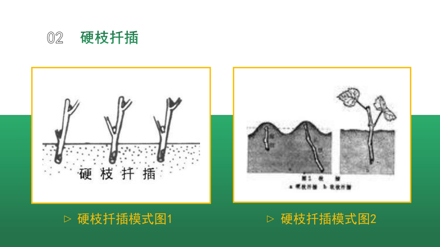 2.1.2扦插繁殖 课件(共19张PPT）-《果树生产技术》同步教学（中国农业出版社）