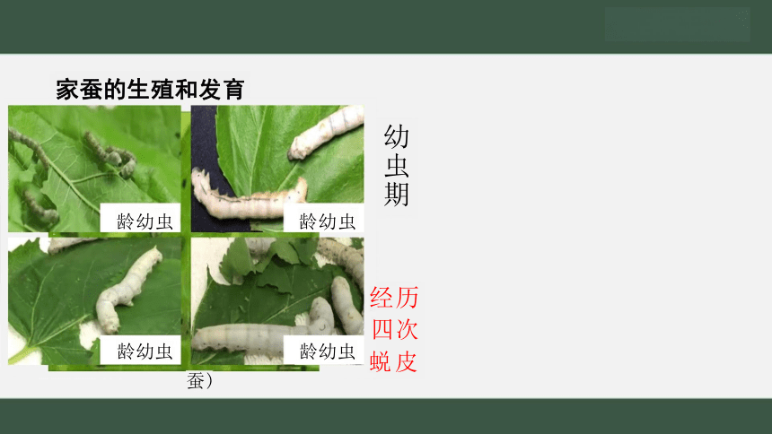 鲁科版8.1.2 昆虫的生殖和发育 课件（共18张PPT）