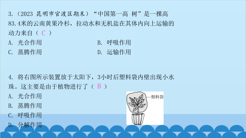 3.7.2 绿色植物与生物圈的物质循环课件(共13张PPT)苏教版生物七年级上册