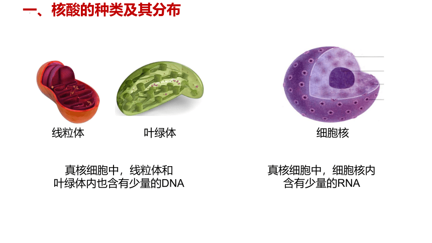 2.5 核酸是遗传信息的携带者课件(共29张PPT)-2023-2024学年高一上学期生物人教版（2019）必修1