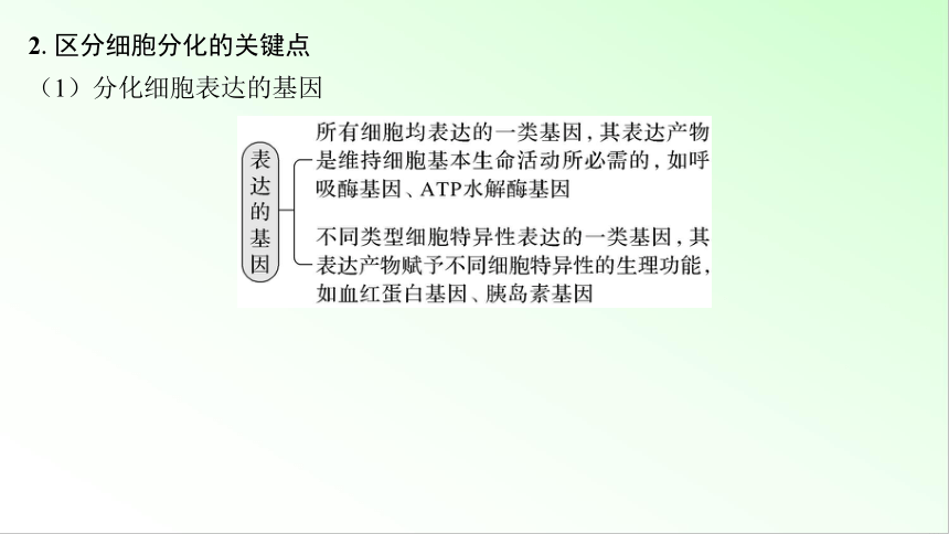 新教材生物一轮复习课件：第4单元 细胞的生命历程 第3讲　细胞的分化、衰老和死亡(共73张PPT)