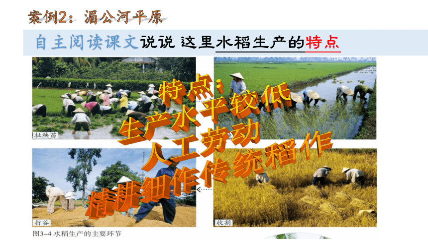 人教版人文地理上册  3.1.1稻作文化的印记  课件(20张ppt)