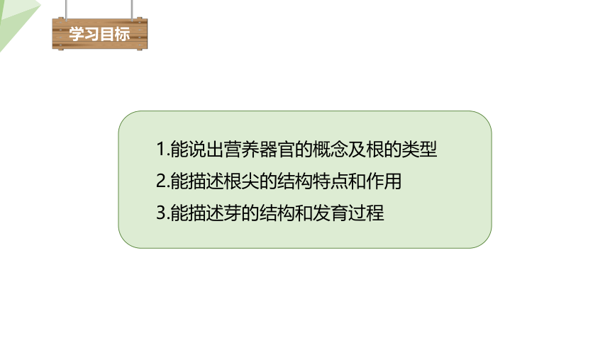 3.6.2 营养器官的生长 课件(共19张PPT) 2023-2024学年初中生物北师版七年级上册