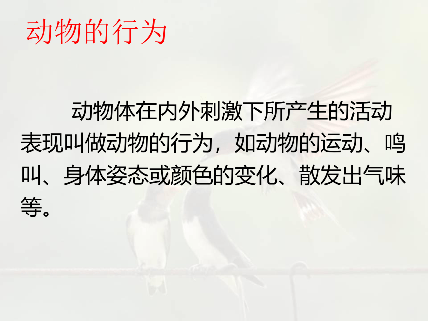 16.1 先天性行为和后天学习行为-【生物讲堂】2023-2024学年八年级生物上册同步备课课件（北师大版）(共29张PPT)