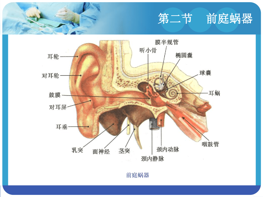 13.2前庭蜗器 课件(共29张PPT)-《解剖学基础》同步教学（江苏大学出版社）