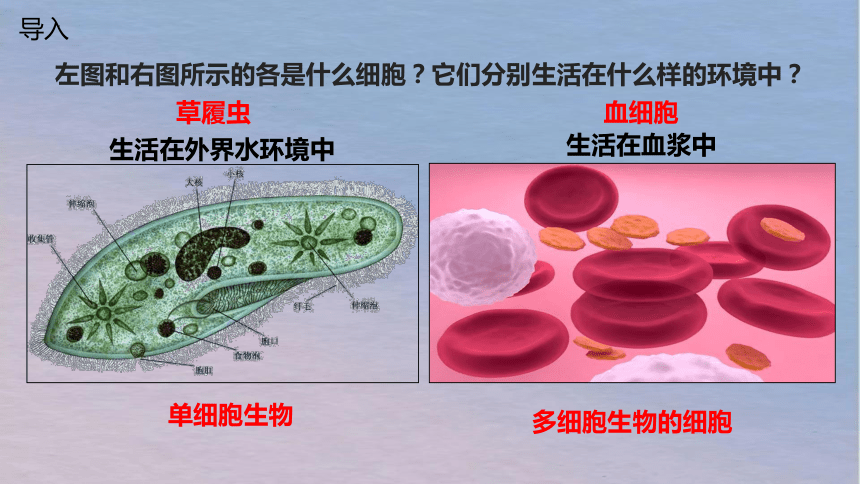 生物人教版（2019）选择性必修一1.1细胞生活的环境（共34张ppt）