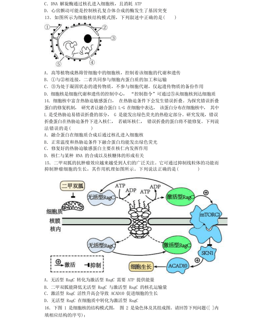 3.3 细胞核的结构和功能综合练习（有解析）-高一生物学（人教版2019必修1）